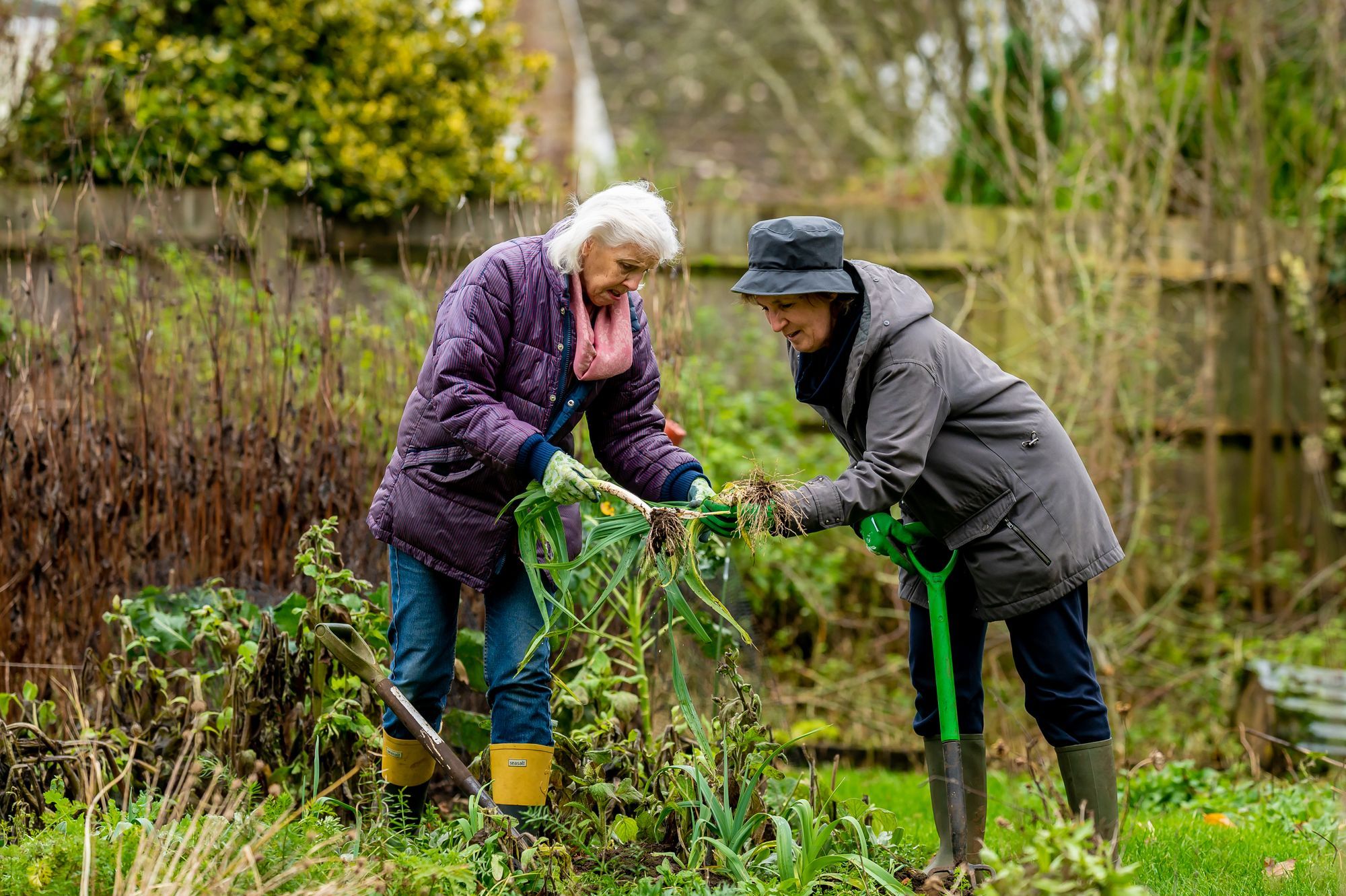 Two older women gardening together, pulling leeks in a leafy garden
